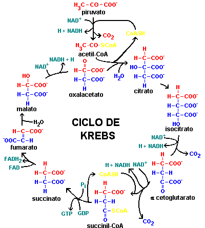 ciclo-de-kreps.gif